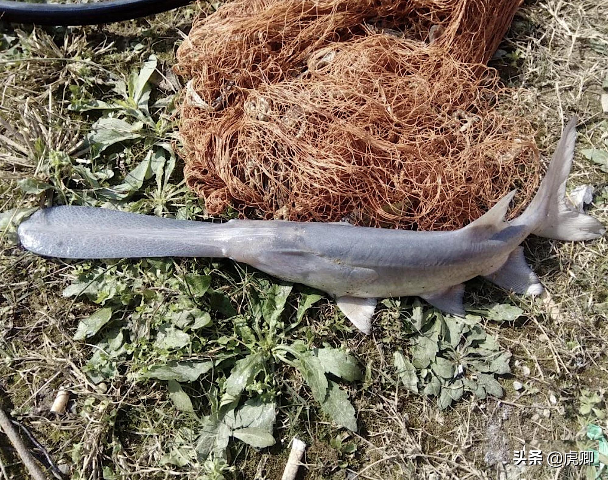 鲟鳇鱼国家保护动物吗,鲟鳇鱼国家保护