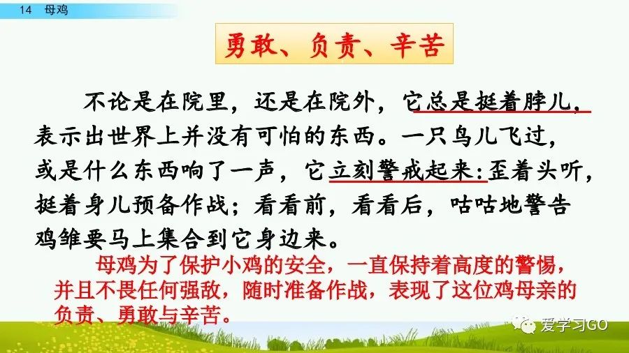 部编版四年级下册15课白鹅解析,部编版四下语文第13课母鸡预习