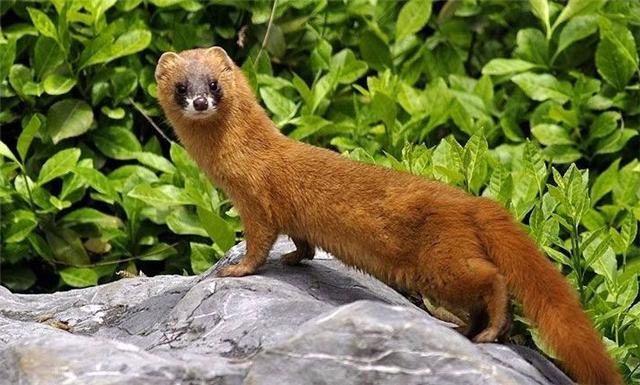 被称为黄大仙的黄鼠狼有多厉害,黄鼠狼为什么被人类称为黄大仙