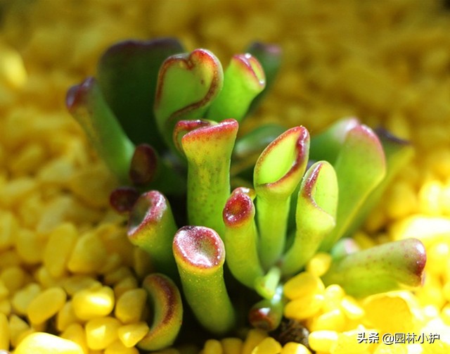 招财的多肉植物有哪些,最好看招财的多肉植物
