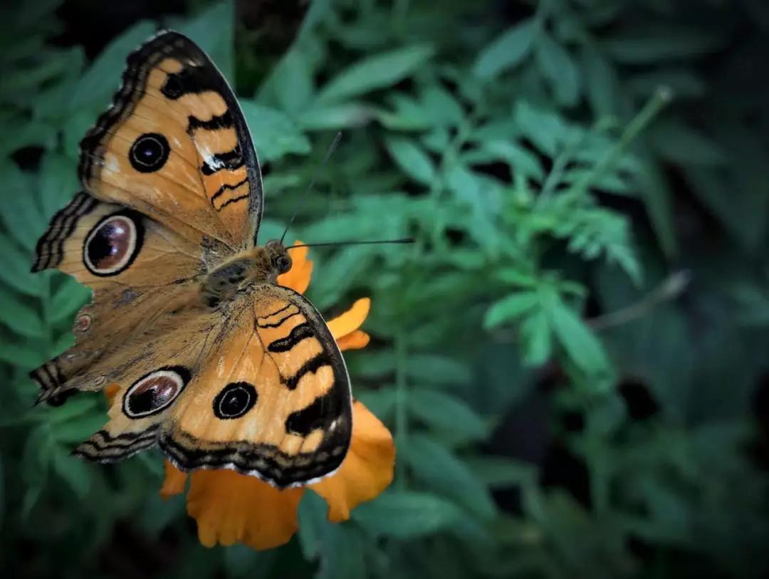 这座城市古老而又年轻,马来西亚的隐世小城