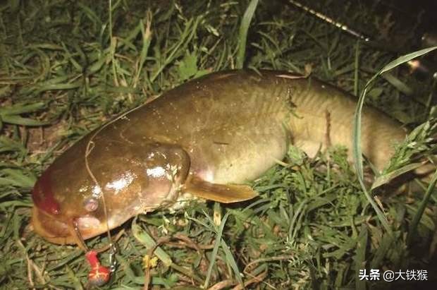 钓鲶鱼的最好方法,钓鲶鱼的方法和技巧