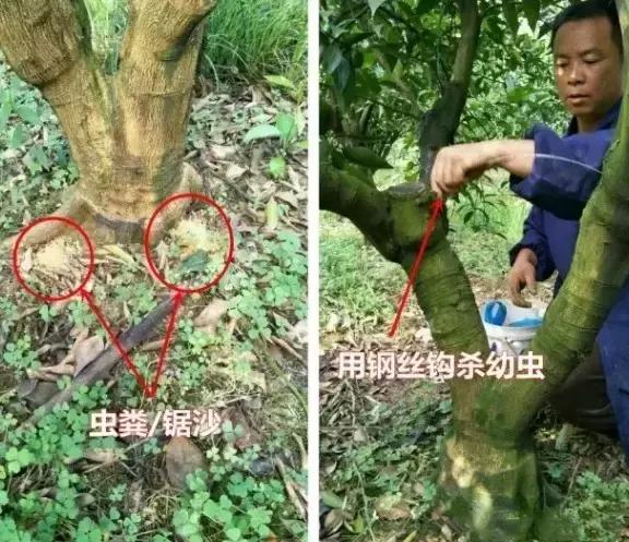 柑橘爆皮虫应该如何防治,柑橘爆皮虫的防治最佳时期