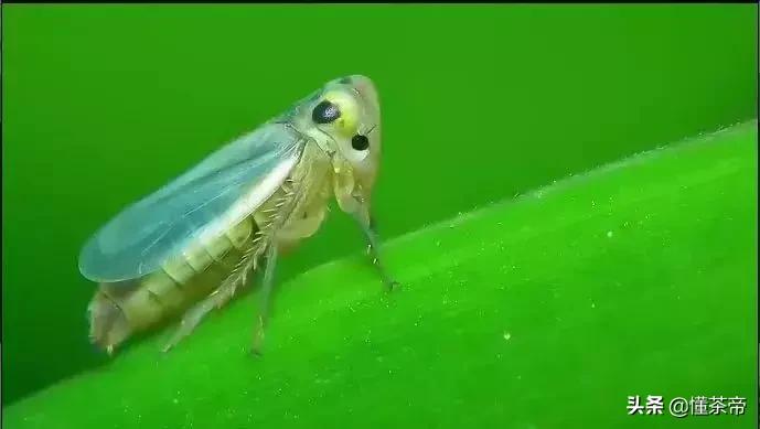 怎么辨别东方美人 (怎么分辨东方美人的好坏)