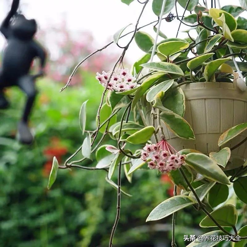 什么品种的香水花最好养,10种最香的香水花