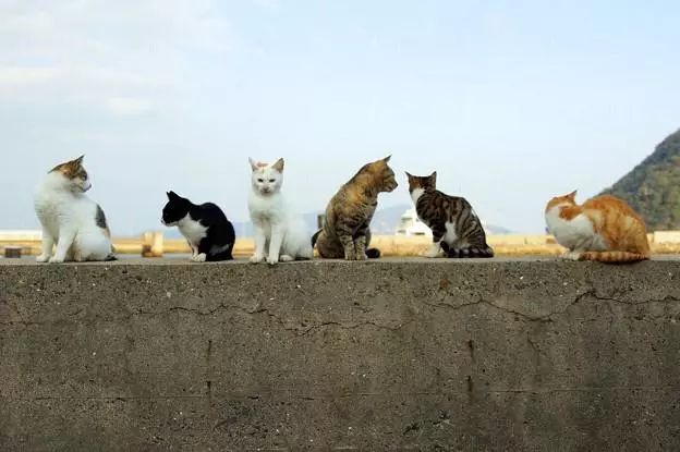 日本有很多猫岛,日本有座岛岛上全是猫咪