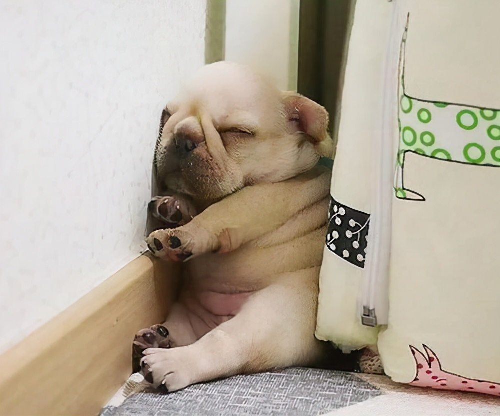 祝狗狗幸福的句子,狗狗的不同睡姿代表什么