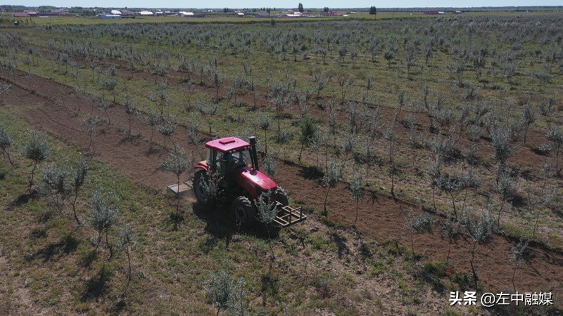 沙棘小灌木大产业山西,小沙棘大产业精深加工助农增收