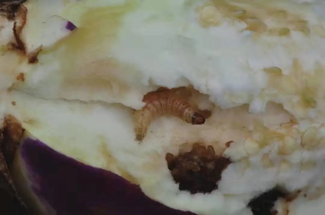 茄子最常见的病虫图片,茄子虫害最佳治疗方法