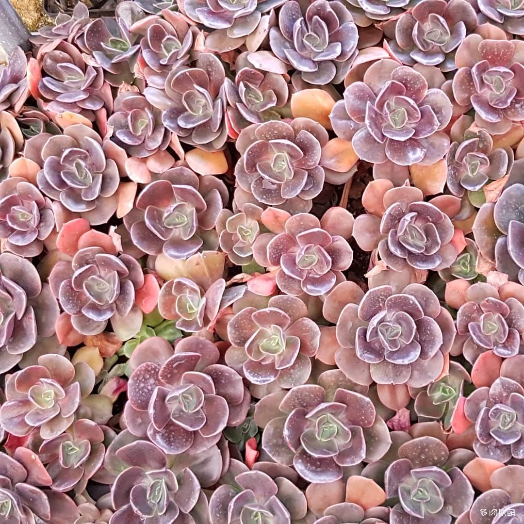 韩国大棚多肉,肉叔带你走遍韩国多肉大棚