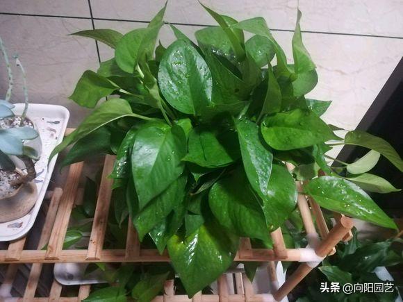 绿萝黄叶加什么改善,绿萝有黑斑点和黄叶怎么补救