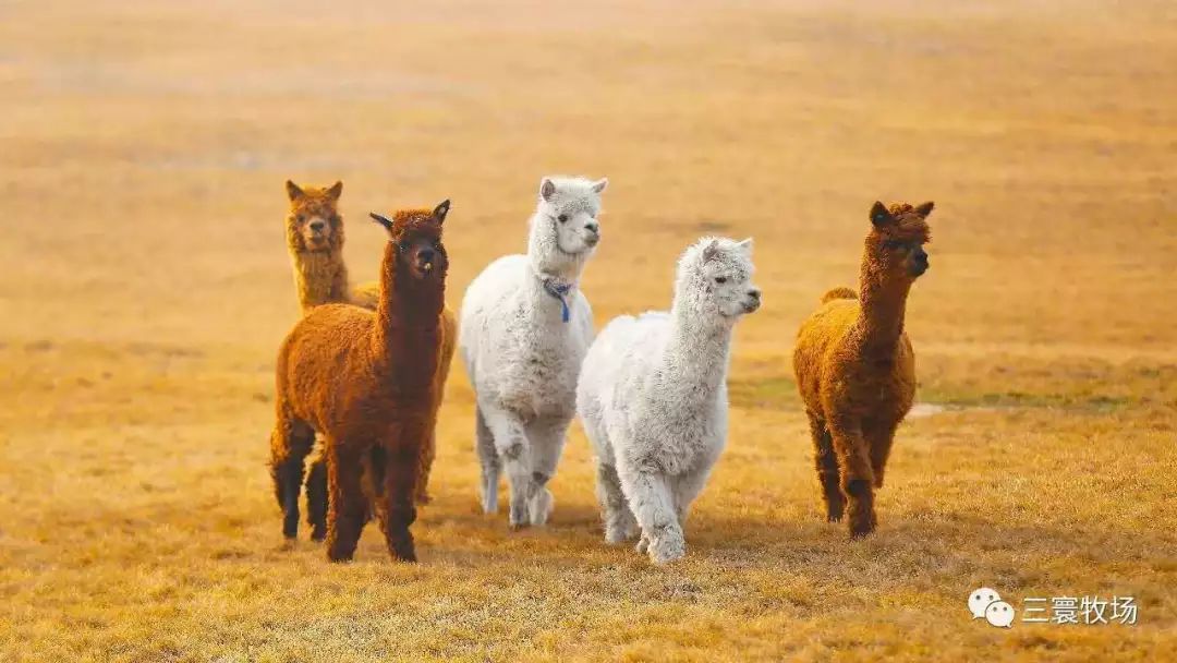 大连重阳节旅游攻略,大连九月秋游攻略