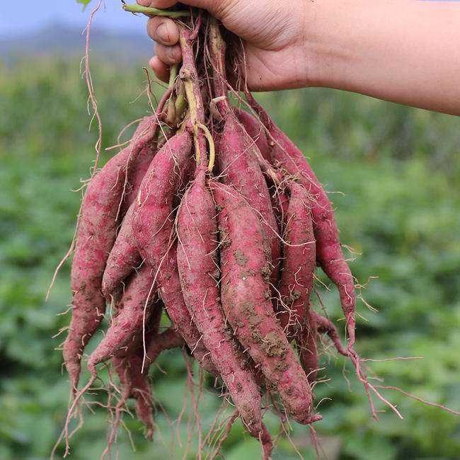 软糯香甜的红蜜薯,又甜又糯又软的天目山香薯