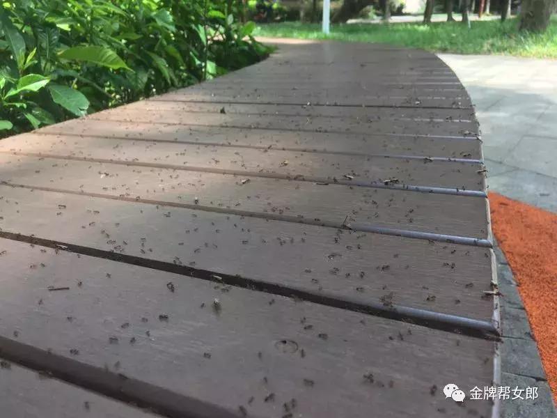 南宁邕江红火蚁,被广西红火蚁咬了怎么办