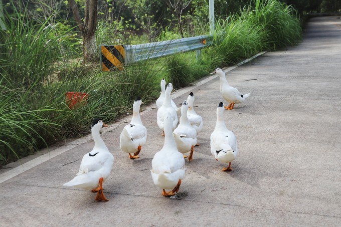梅州采茶,梅州采茶体验