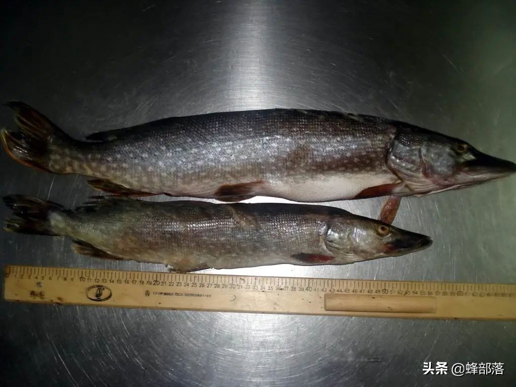 养殖什么小型鱼能赚钱,2021年鱼塘养殖什么鱼最赚钱呢