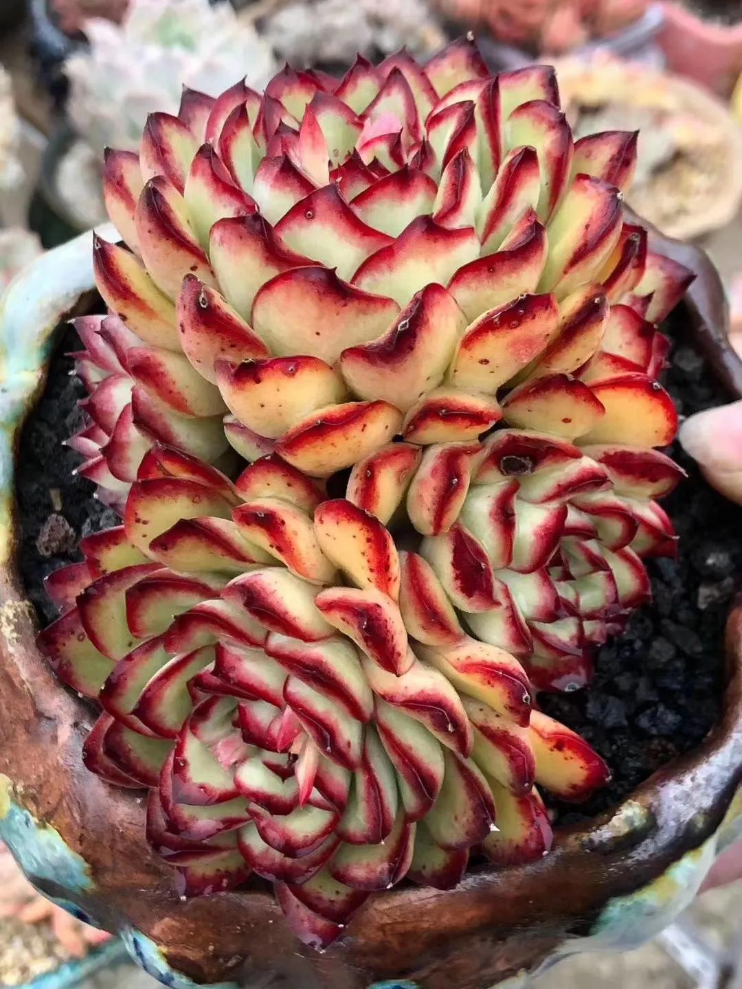 你的多肉那么多怎么养的,你的多肉植物养几年了