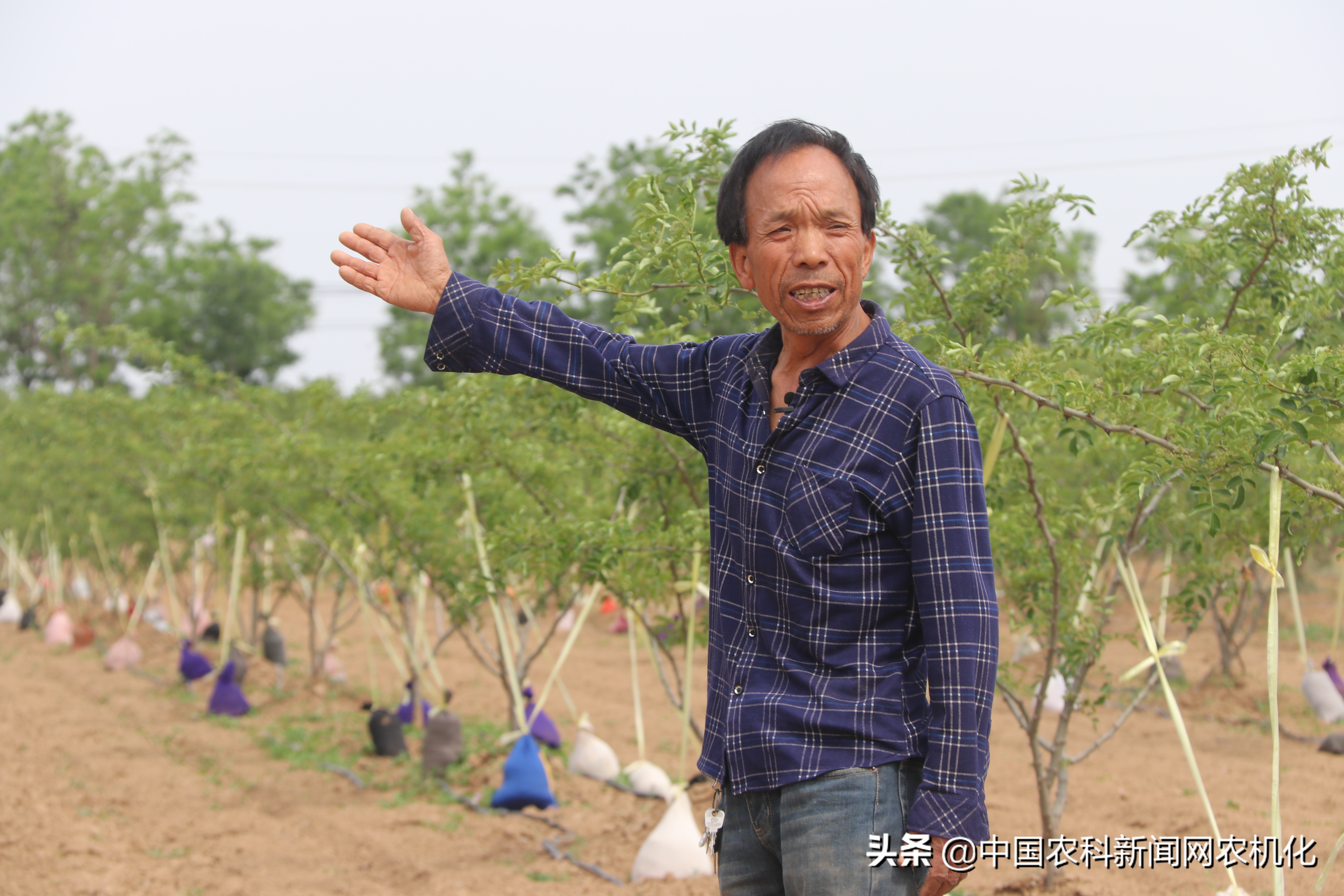 西农大帮扶合阳百良镇发展花椒产业，贫困户走上致富路