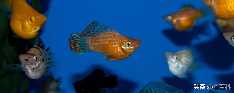 玛丽鱼怎么分公母养鱼老道,玛丽鱼怎么分公母手绘图解