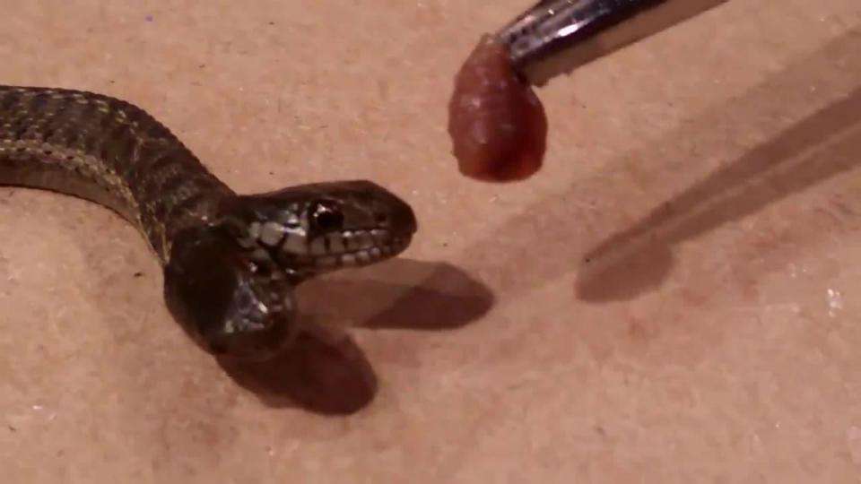 美国居民轻松捕获双头蛇，原因有些搞笑，两个头在争夺身体控制权