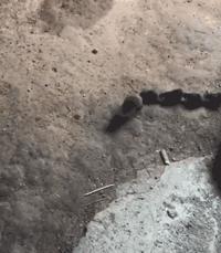 世界上真的有趣的冷知识,世界100个奇葩冷知识