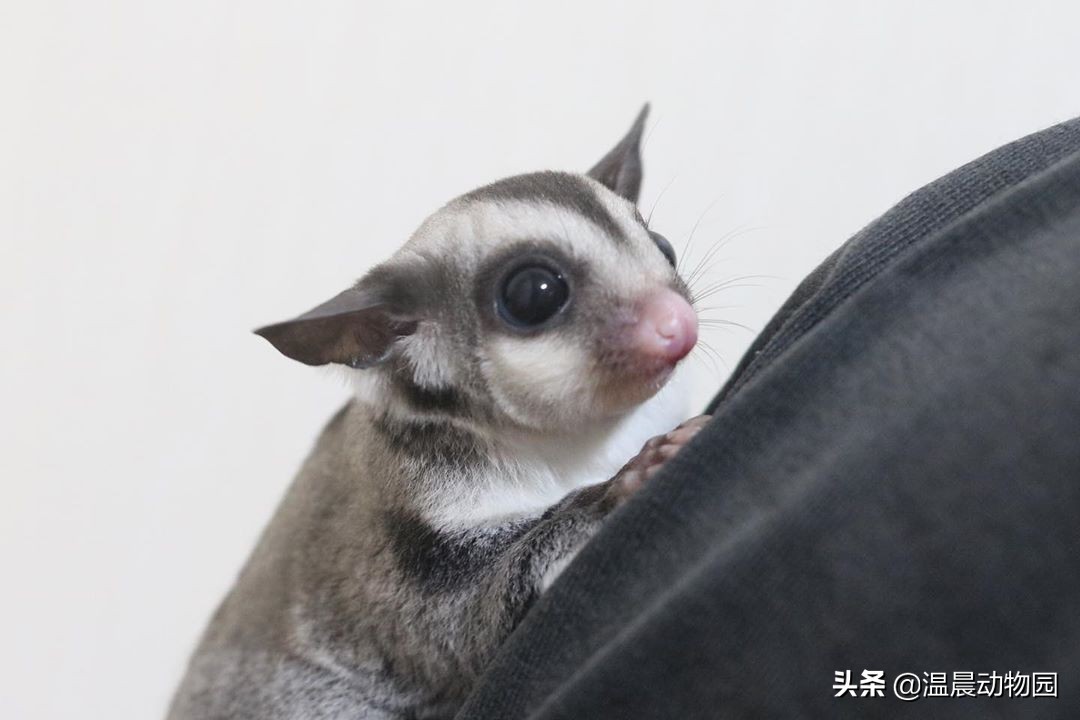 蜜袋鼯的各种叫声,蜜袋鼯发出小狗的叫声怎么回事