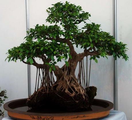 2种“镇宅树”，新年养1盆，“财运”越来越旺，观赏价值还高！