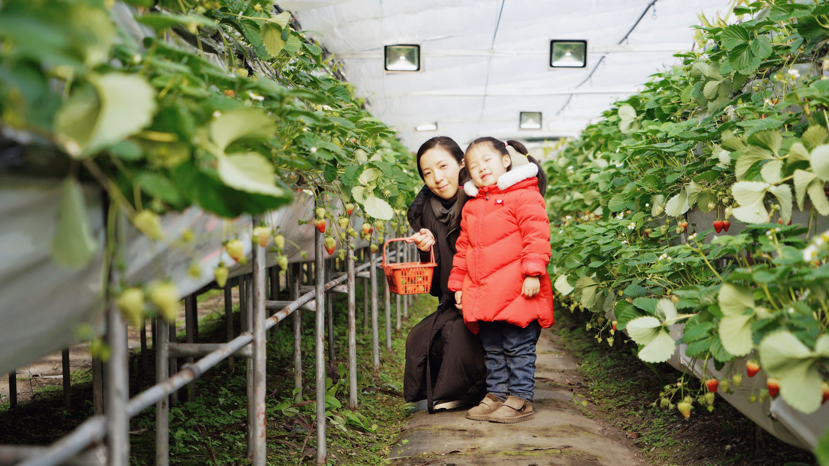 几百亩草莓采摘基地，无销售，不够卖，老板：绿色天然无公害