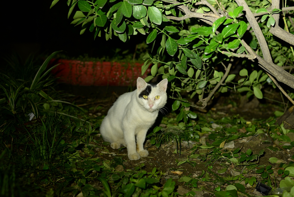 随身照明小金刚——NITECORETIPSE钥匙灯评测