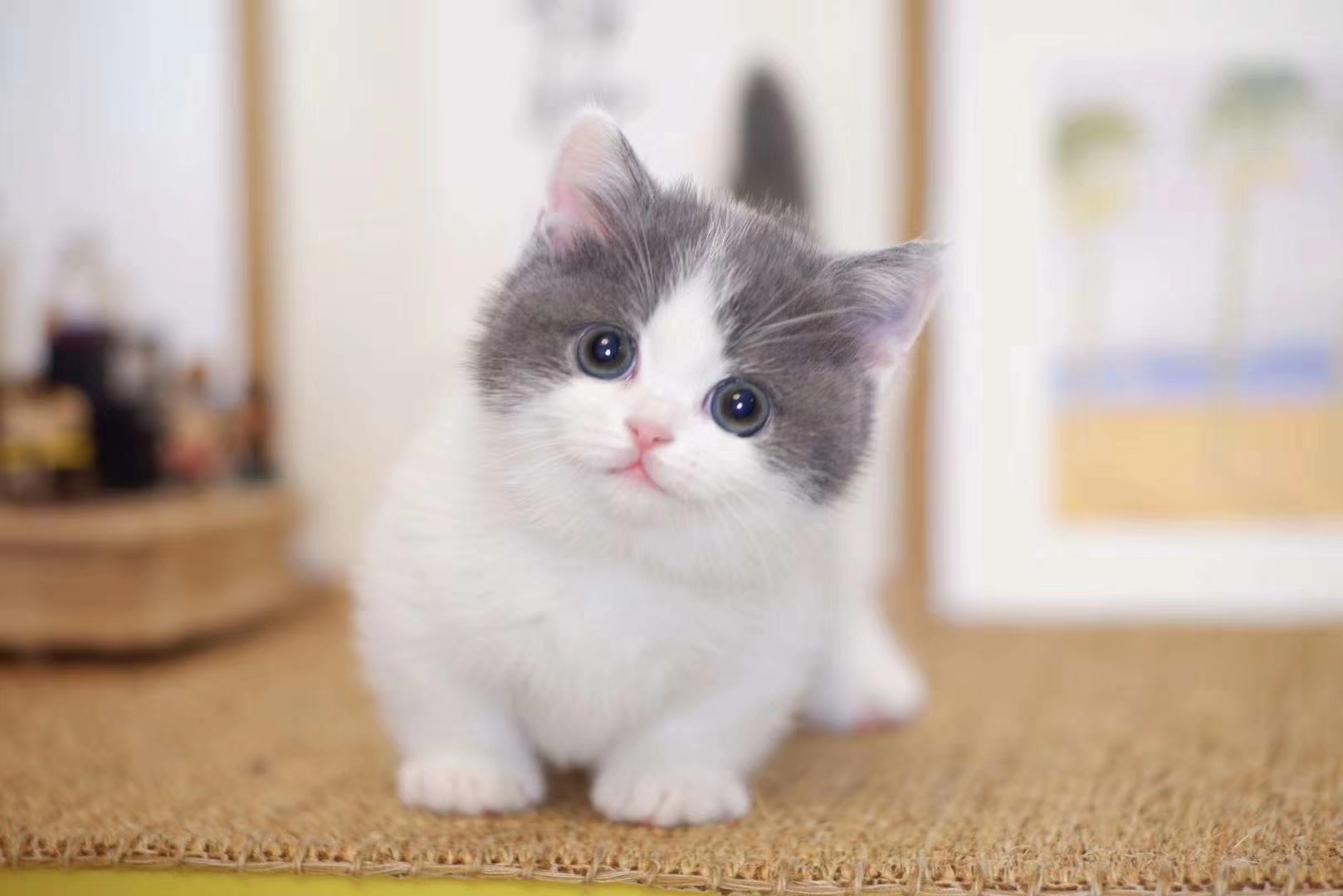 猫咪便便太臭的几个根本原因,猫咪的屎不怎么臭表示比较健康嘛