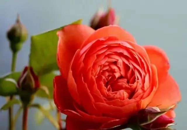 一万年一次的2020520;一起认识100种玫瑰~别送错啊