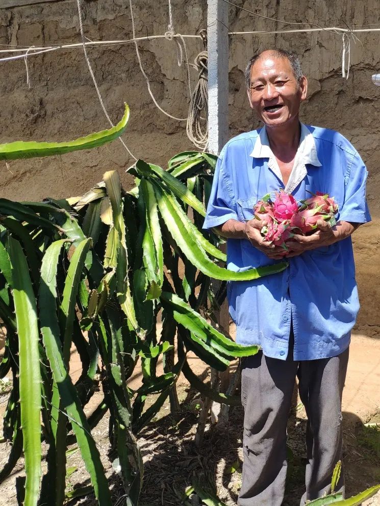 实地探秘：真稀罕，咱济南的大棚里长出成片热带水果？