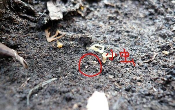 植物叶片有黑色颗粒状的虫子,家里养的植物招虫子