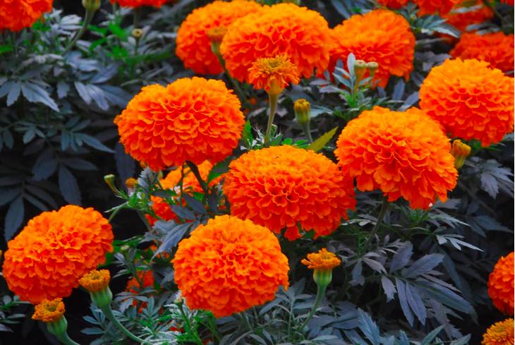 房屋周围种什么植物防虫防蛇,农家小院种什么花可以防蛇