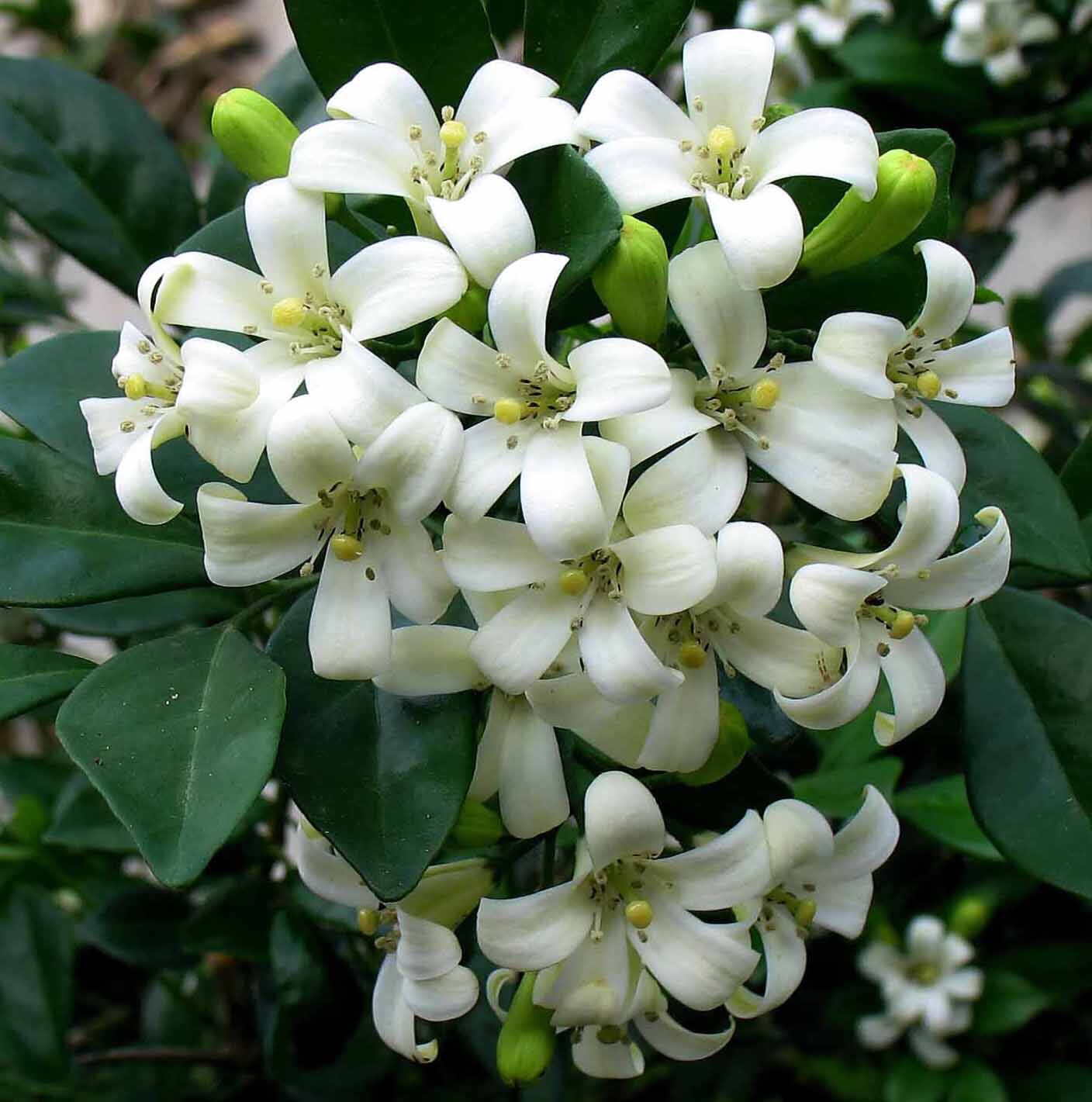 九里香盆景开什么花,九里香花苞不变大