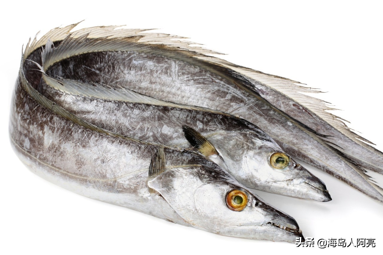 渤海湾带鱼出自哪个省,宁波舟山带鱼有什么区别