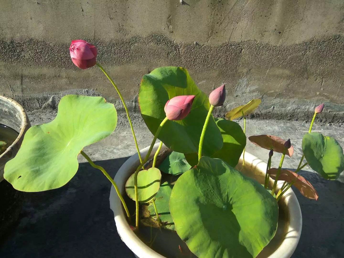 碗莲结了莲蓬怎么办?留下还是摘掉?详解碗莲结实后的养护