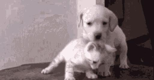 猫咪耳螨怎么治疗才能彻底好,耳螨猫咪用什么药猫咪老是乱动