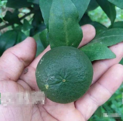 果农说，关于白癞病，走了太多弯路！总结全套方案分享，解决疑点