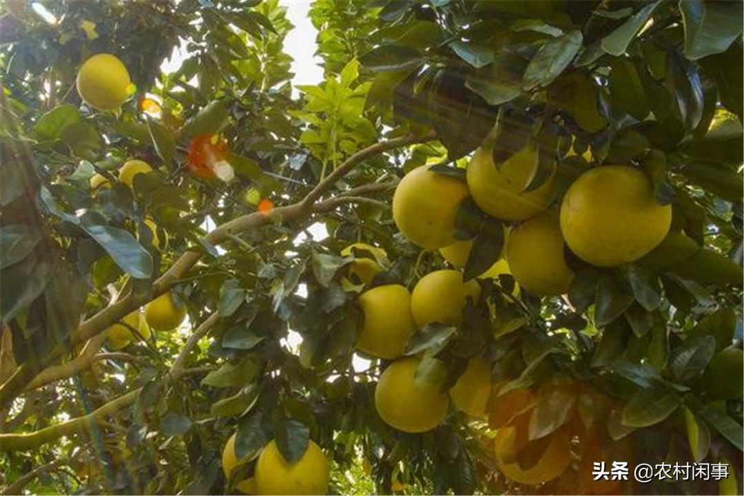 种植柚子前景如何,种柚子的前景如何