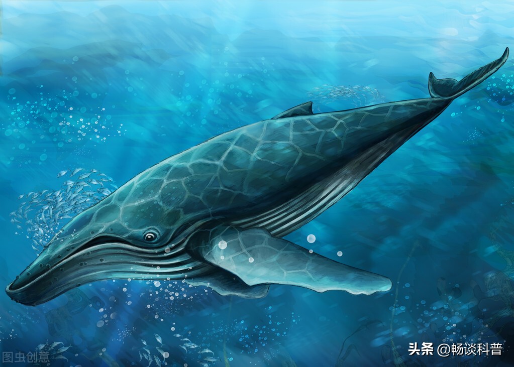 为什么世界上最香的物质和最臭的“生化*器武**”都来自于鲸鱼身上？