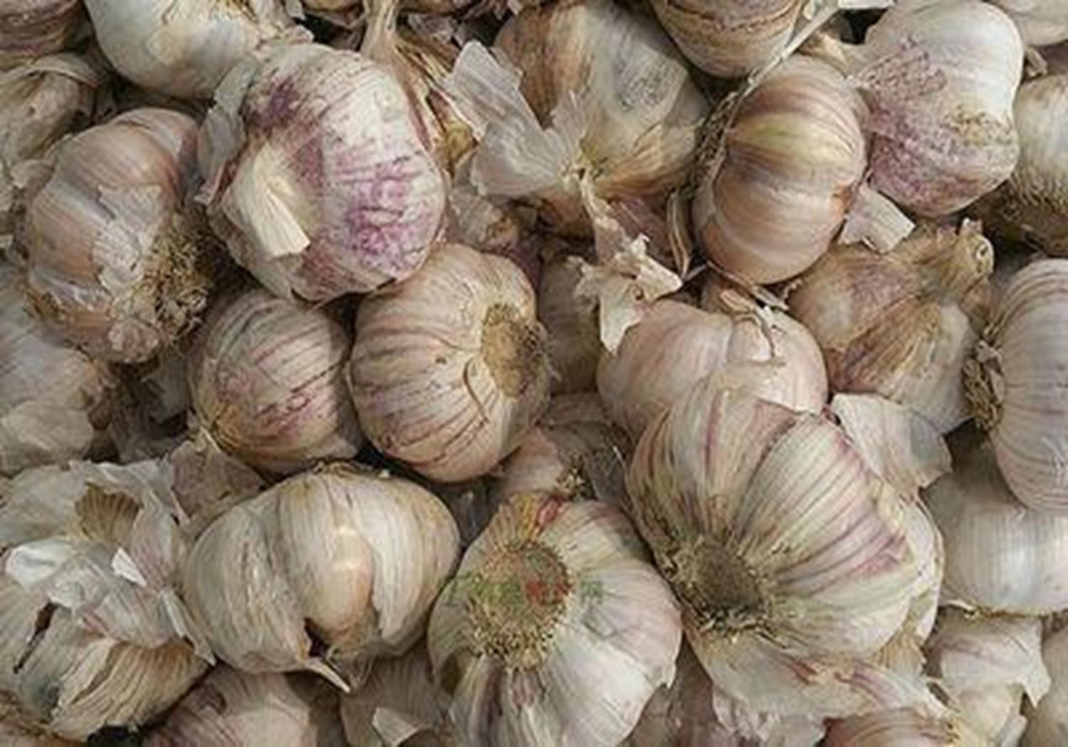 大蒜蒜苗的种植方法,新蒜蒜苗种植方法