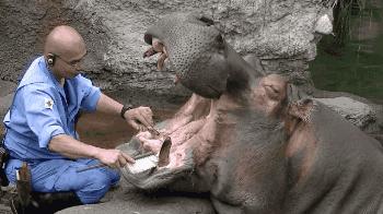 非洲河马钓鱼杀人,却反被人类逼成“脆弱”物种