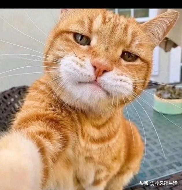 猫的祖先有多厉害,猫的祖先到底是谁