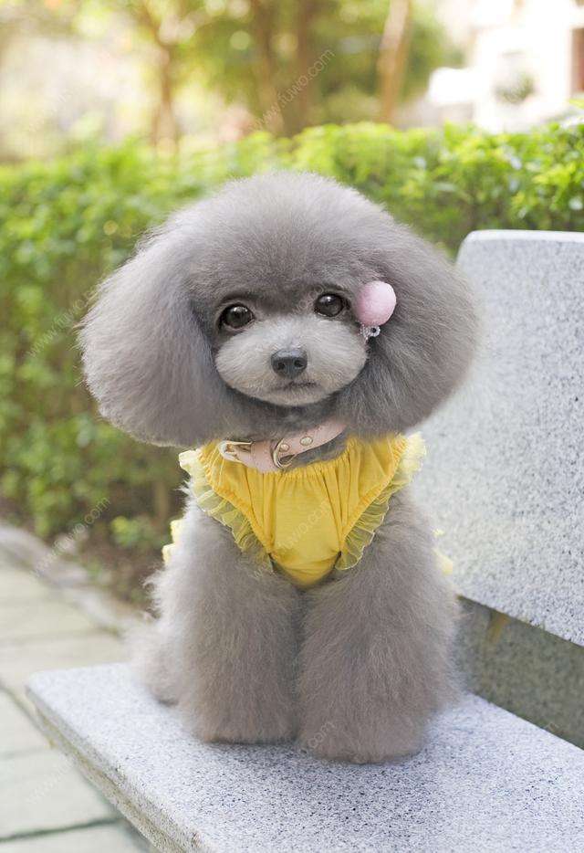 泰迪可以修成比熊造型吗,泰迪能剪比熊造型吗