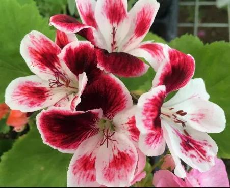 10种天竺葵,天竺葵100种图片大全