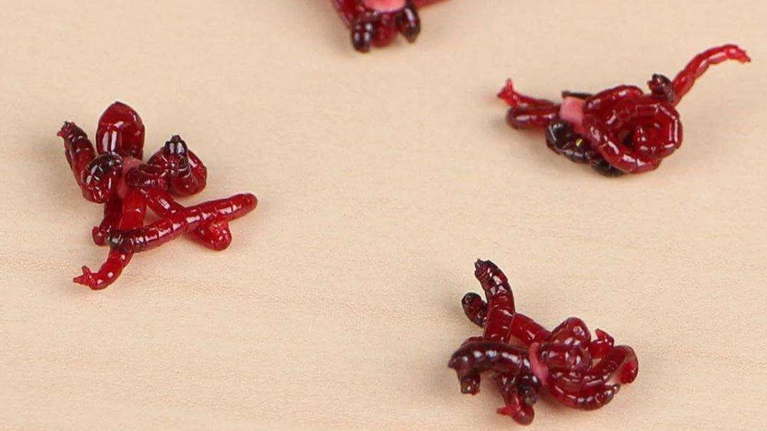 钓鱼王红虫饵料开饵教程,冬天钓红虫饵料配方