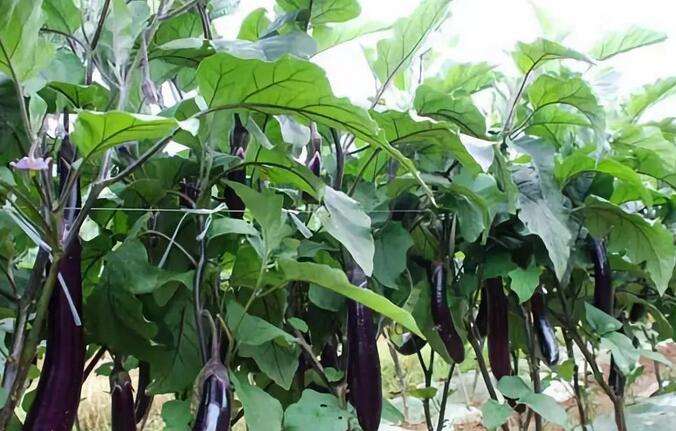 茄子结果期黄叶病用什么药,茄子褐纹是什么症状