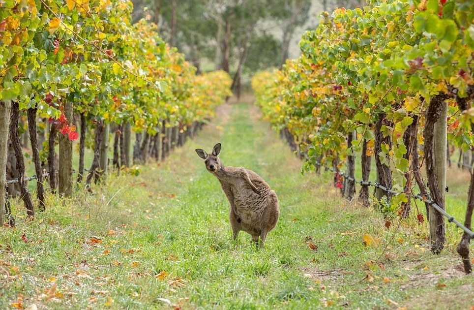 如果他们组队酿酒，一定是葡萄酒界的“IG战队”！