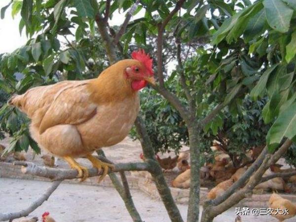 鸡病毒性关节炎怎么治？鸡为什么会得病毒性关节炎？